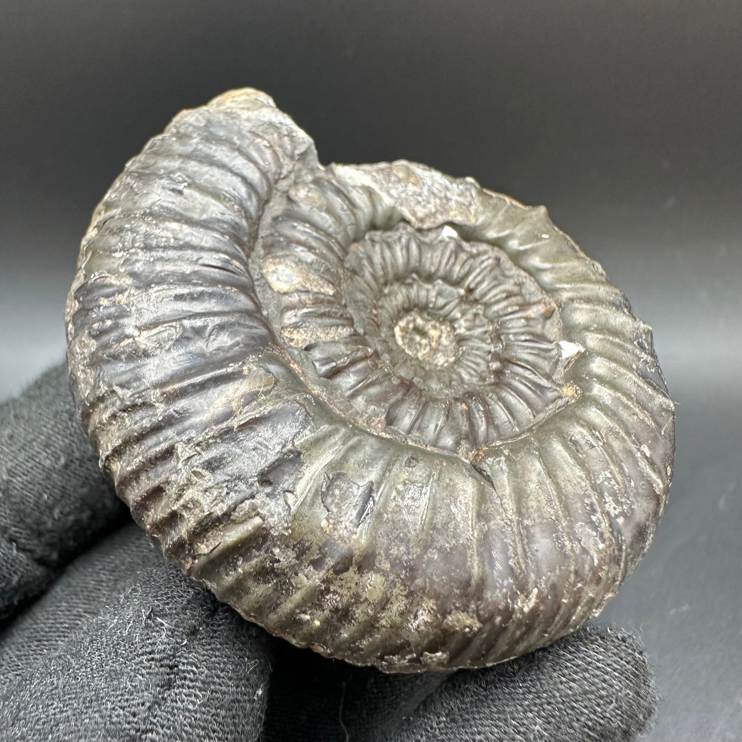 Peronoceras Sp. Ammonite fossil with box and stand - Whitby, North Yorkshire Jurassic Coast Yorkshire Fossils
