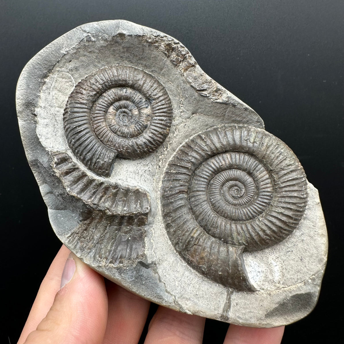 Dactylioceras Ammonite nodule (split pair) Fossil With Stand - Whitby, North Yorkshire Jurassic Coast Yorkshire Fossils
