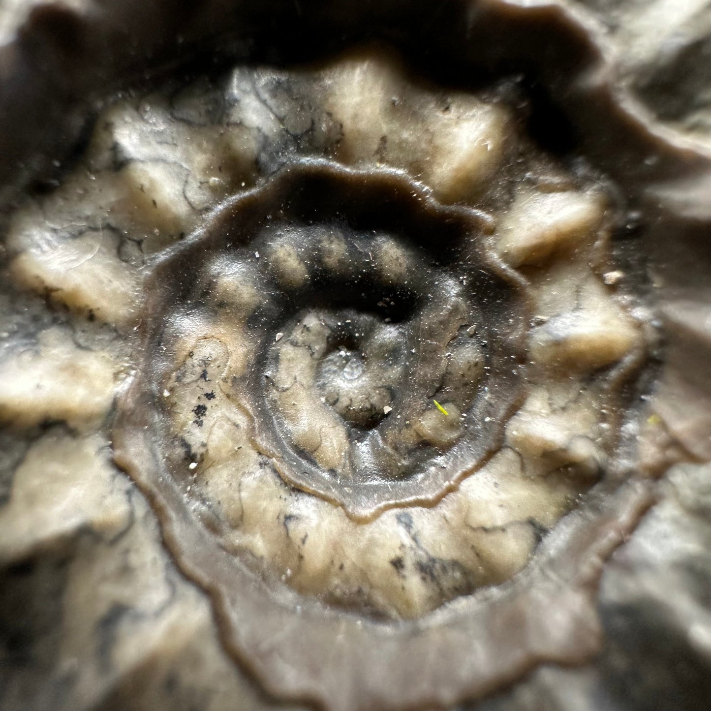 Eugassiceras Ammonite shell fossil with box and stand - Whitby, North Yorkshire Jurassic Coast Yorkshire Fossils
