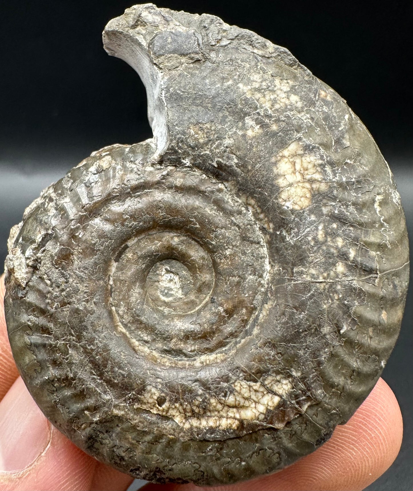 Hildoceras Bifrons Ammonite fossil with box and stand - Whitby, North Yorkshire Jurassic Coast, Yorkshire Fossils from the Jurassic Coast