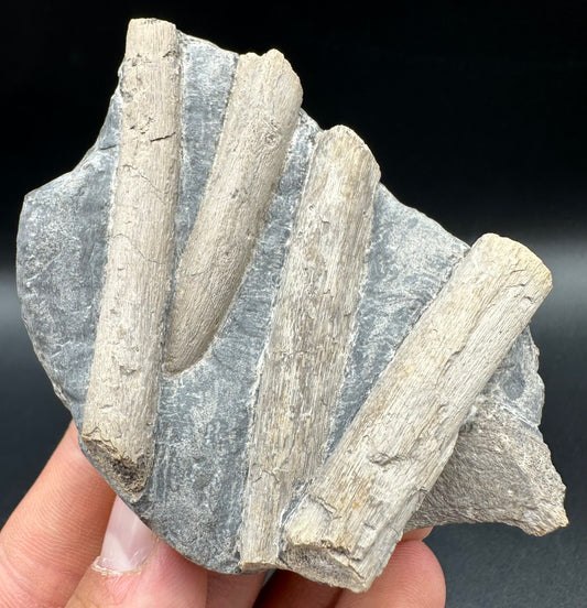 Ichthyosaur Rib fossil with box and stand - Whitby, North Yorkshire Jurassic Coast, Yorkshire fossils found on the Jurassic Coast