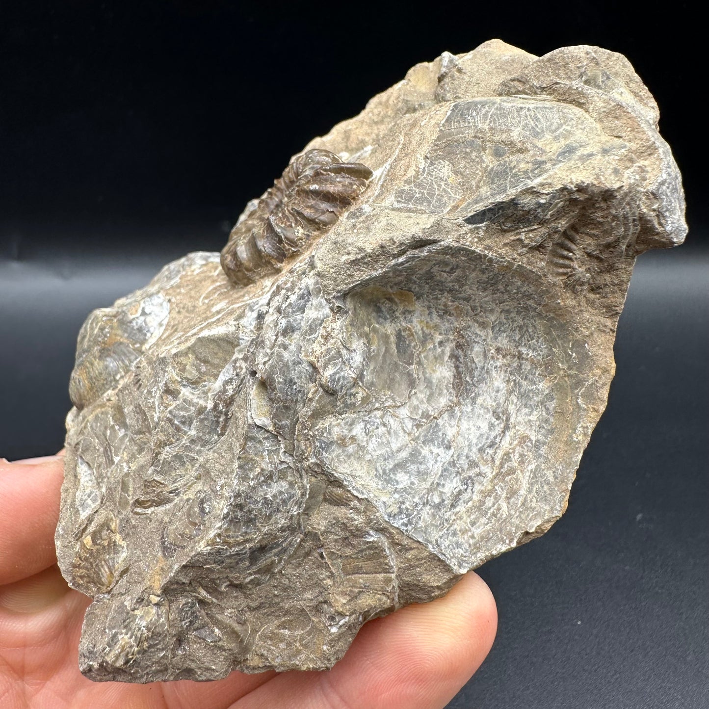 Androgynoceras capricornus Ammonite fossil with box and stand - Whitby, North Yorkshire Jurassic Coast Yorkshire Fossils