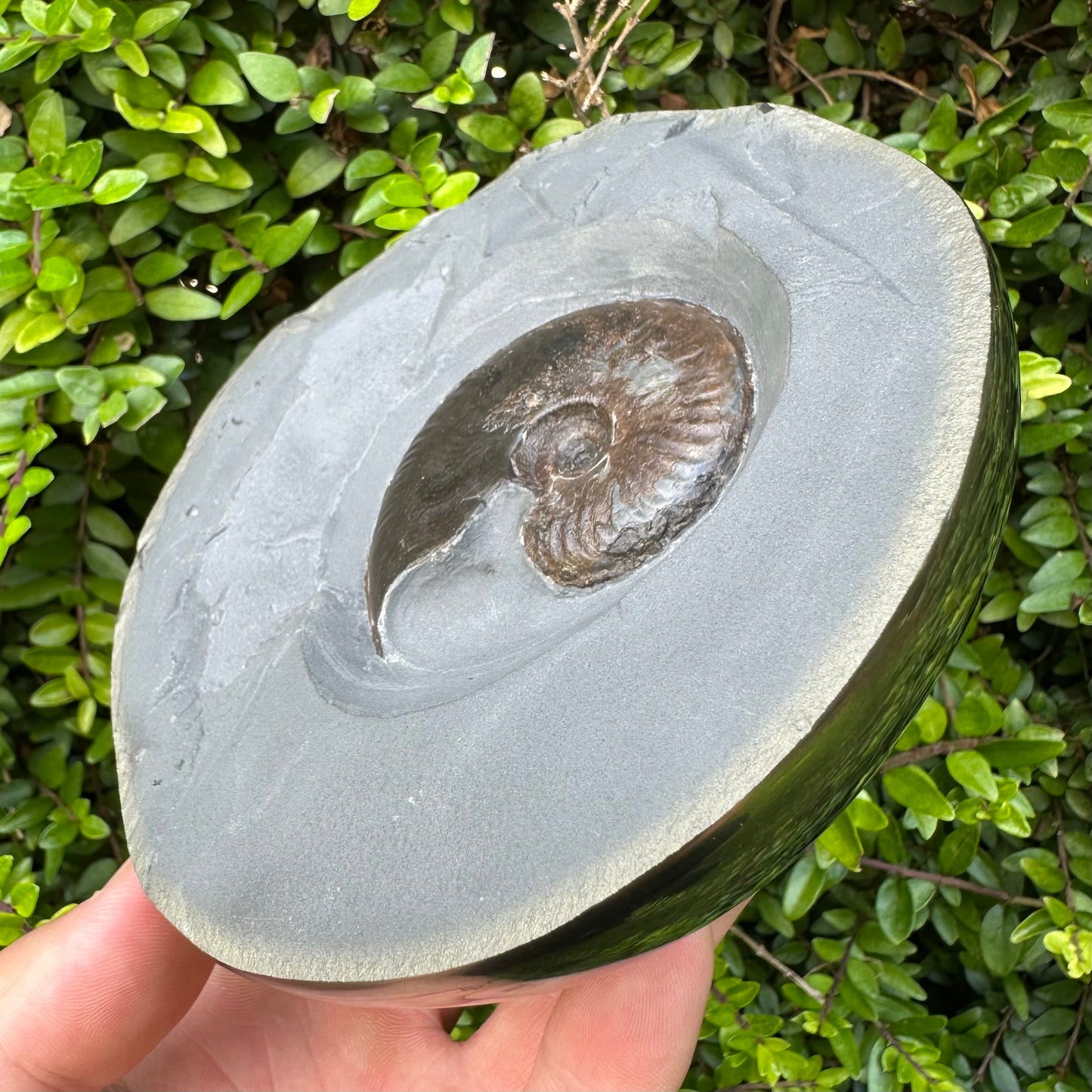 Golden Egg (GENUINE) Ammonite Fossil With Stand - Whitby, North Yorkshire Jurassic Coast Yorkshire Fossils