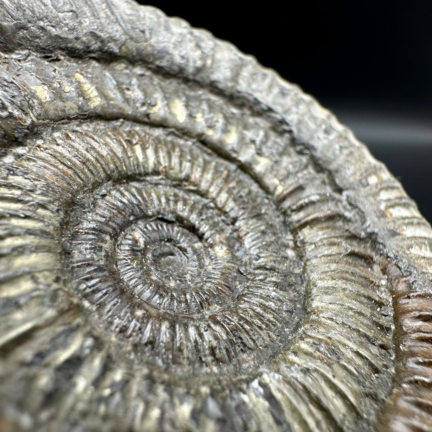 Dactylioceras Ammonite Fossil With Box And Stand - Whitby, North Yorkshire Jurassic Coast Yorkshire Fossils