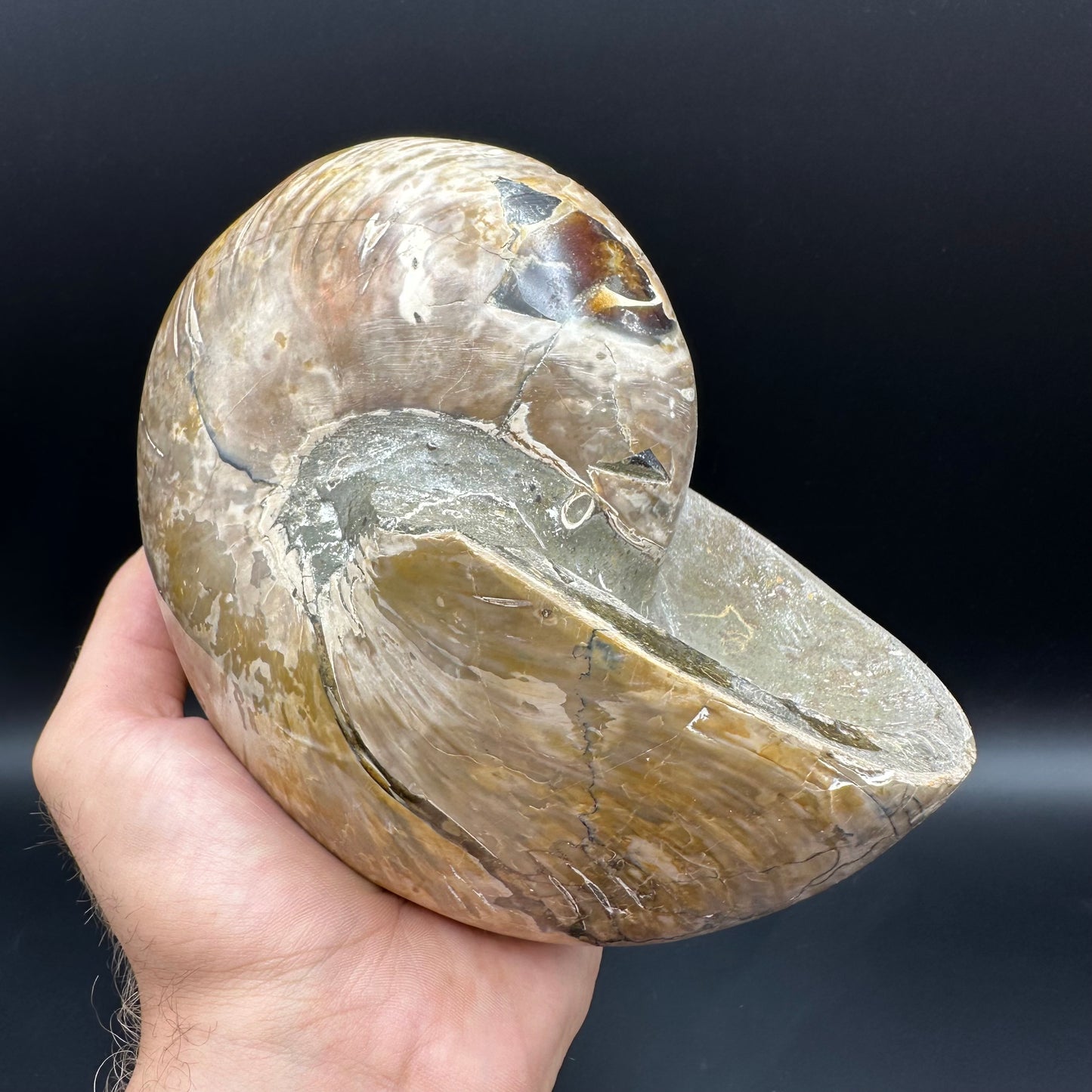 Cenoceras Nautilus Fossil With Stand - Middle Cretaceous Madagascar