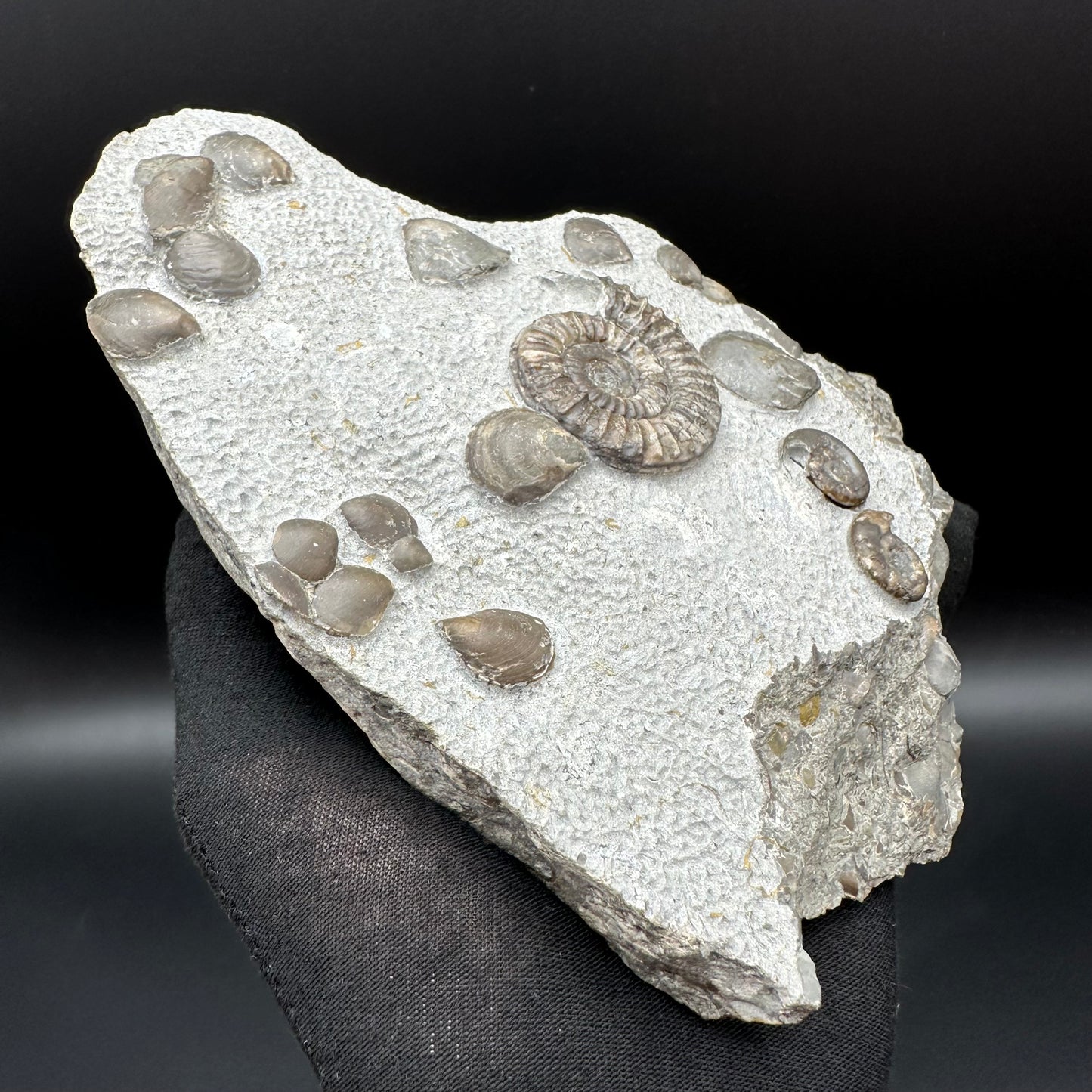 Arnioceras ammonite shell fossil with stand - Whitby, North Yorkshire Jurassic Coast Yorkshire Fossils