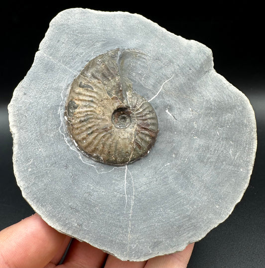 Pseudolioceras lythense Ammonite fossil with box and stand - Whitby, North Yorkshire, Yorkshire Fossils on the Jurassic Coast