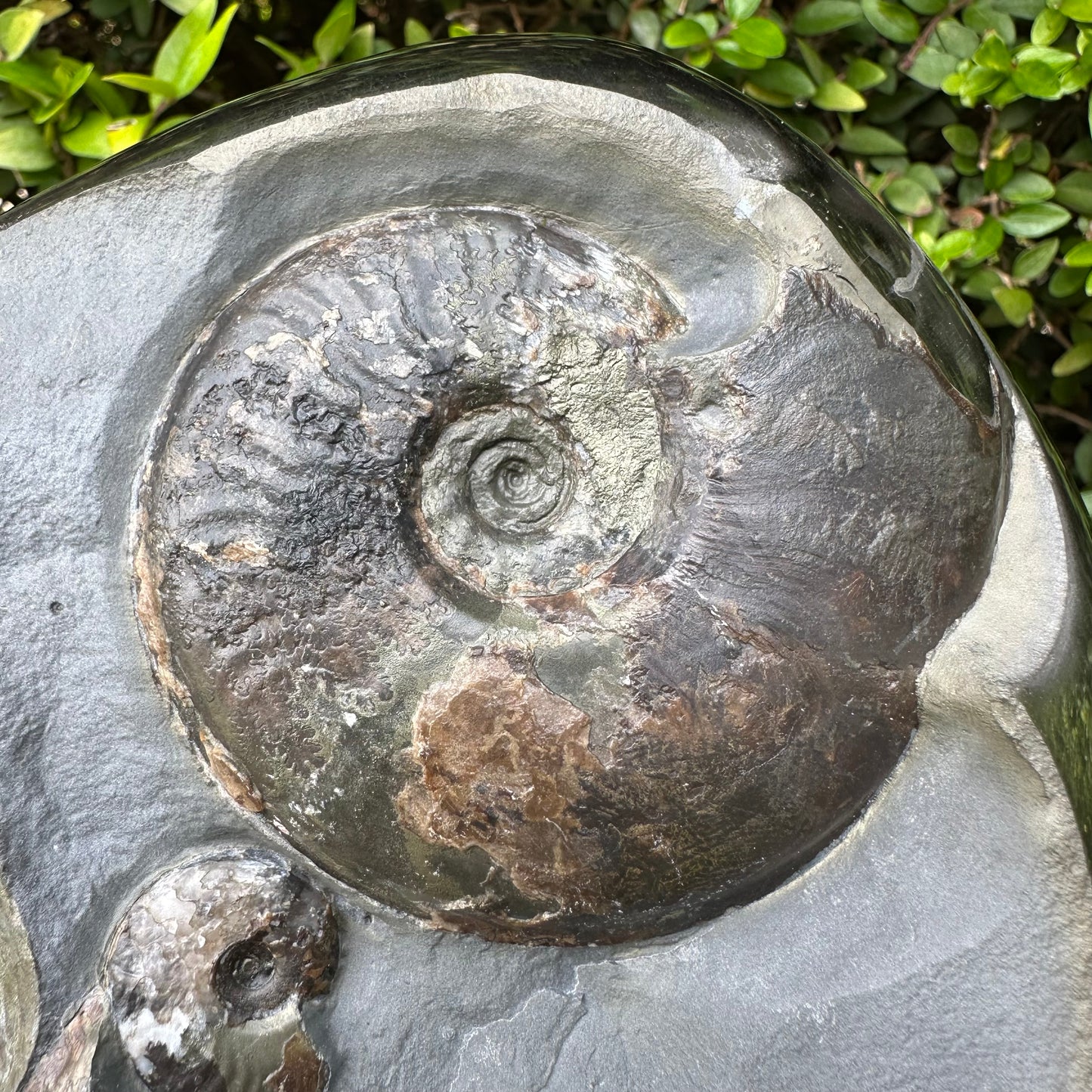 Golden Egg (GENUINE) Ammonite Fossil With Stand - Whitby, North Yorkshire Jurassic Coast Yorkshire Fossils