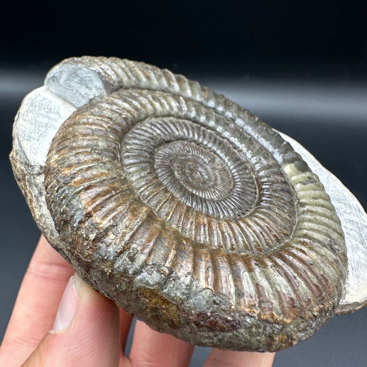 Dactylioceras Ammonite Fossil With Box And Stand - Whitby, North Yorkshire Jurassic Coast Yorkshire Fossils