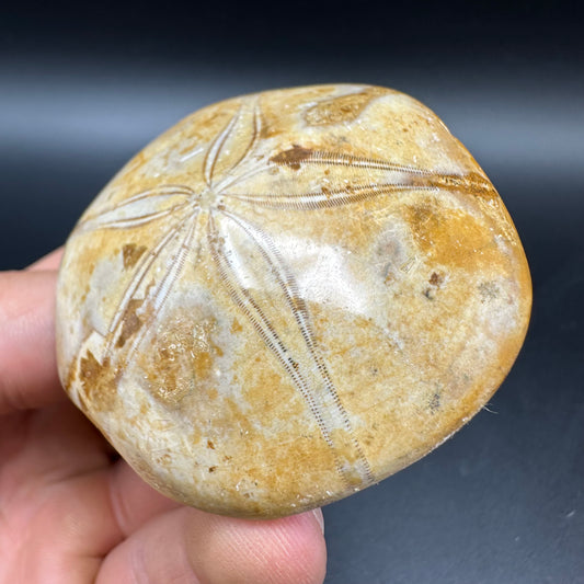 Holectypus Sea Urchin Fossil With Box And Stand - Middle Jurassic Madagascar