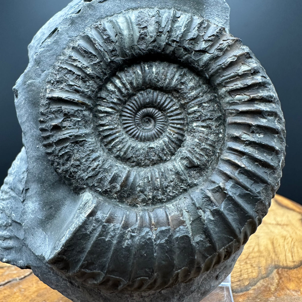 Dactylioceras Ammonite Fossil With box and Stand - Whitby, North Yorkshire Jurassic Coast Yorkshire Fossils