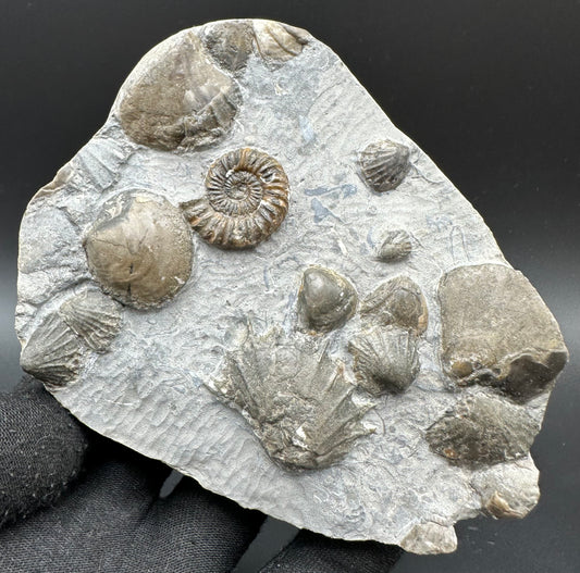 Androgynoceras capricornus Ammonite fossil with box and stand - Whitby, North Yorkshire Jurassic Coast Yorkshire Fossils