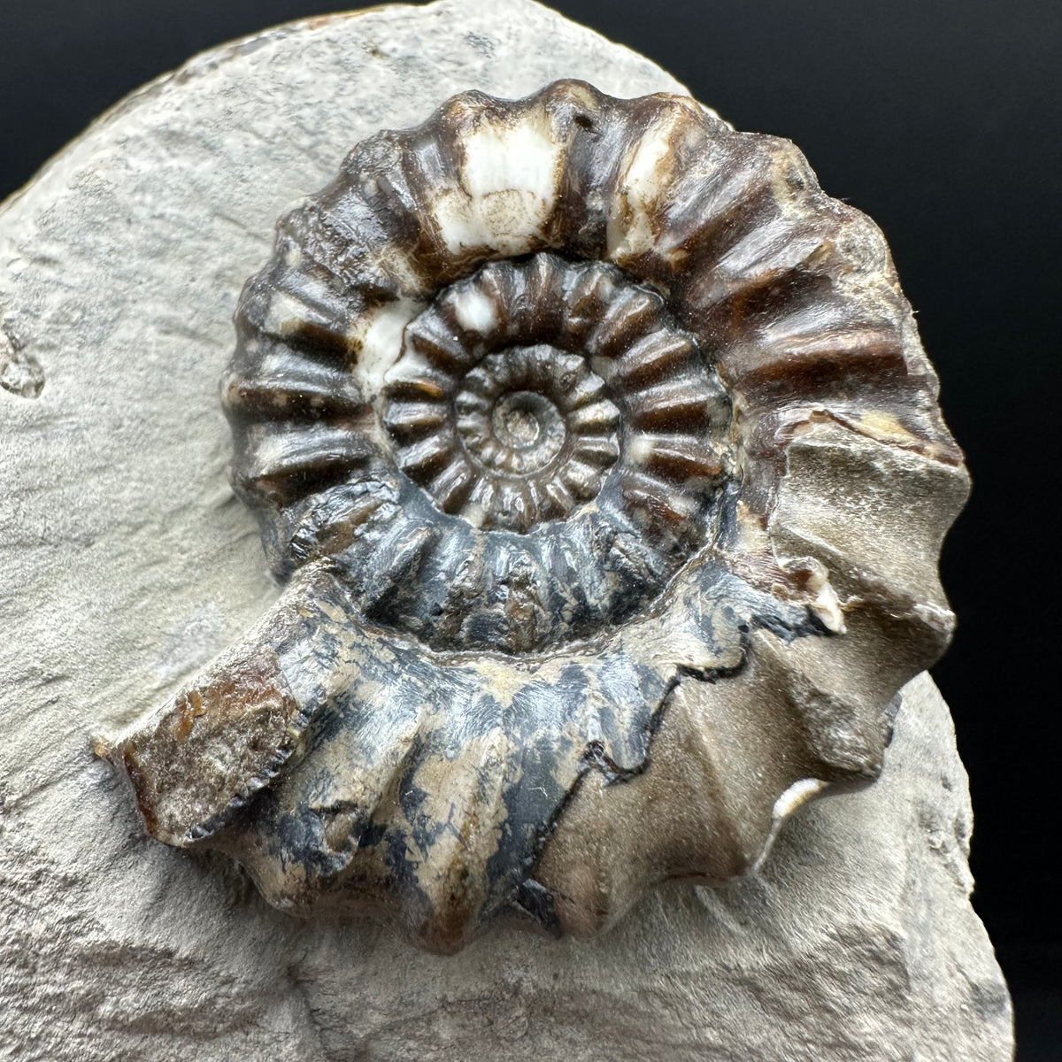 Androgynoceras maculatum ammonite fossil with box and stand - Whitby, North Yorkshire Jurassic Coast Yorkshire Fossils
