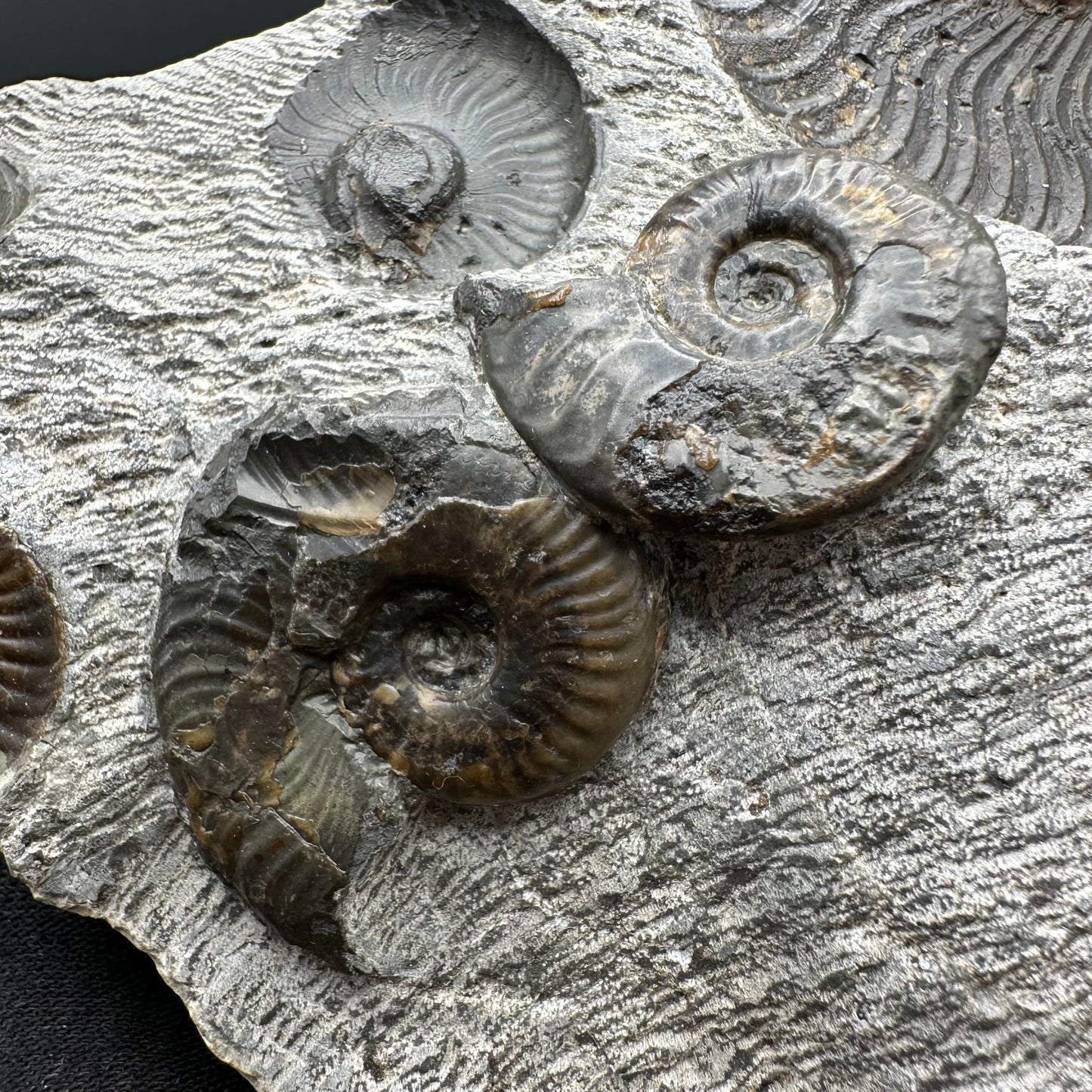 Cleviceras sp. ammonite shell fossil with stand - Whitby, North Yorkshire Jurassic Coast Yorkshire Fossils