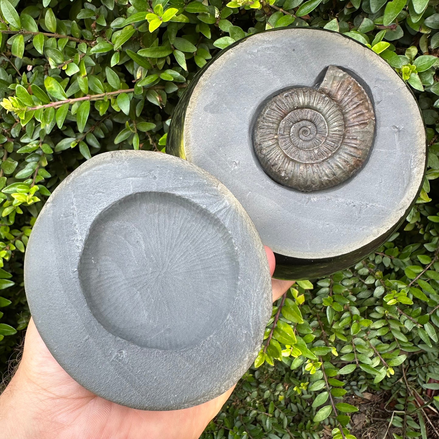 Golden Egg (IMPLANT) Ammonite fossil with stand - Whitby, North Yorkshire Jurassic Coast