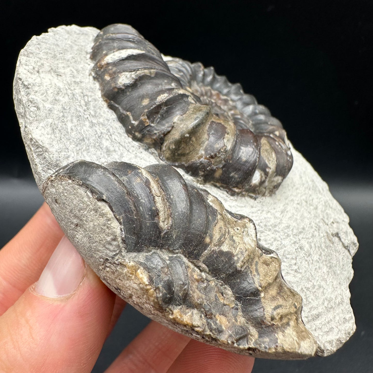 Androgynoceras maculatum Ammonite fossil with gift box and stand - Whitby, North Yorkshire Jurassic Coast Yorkshire Fossils