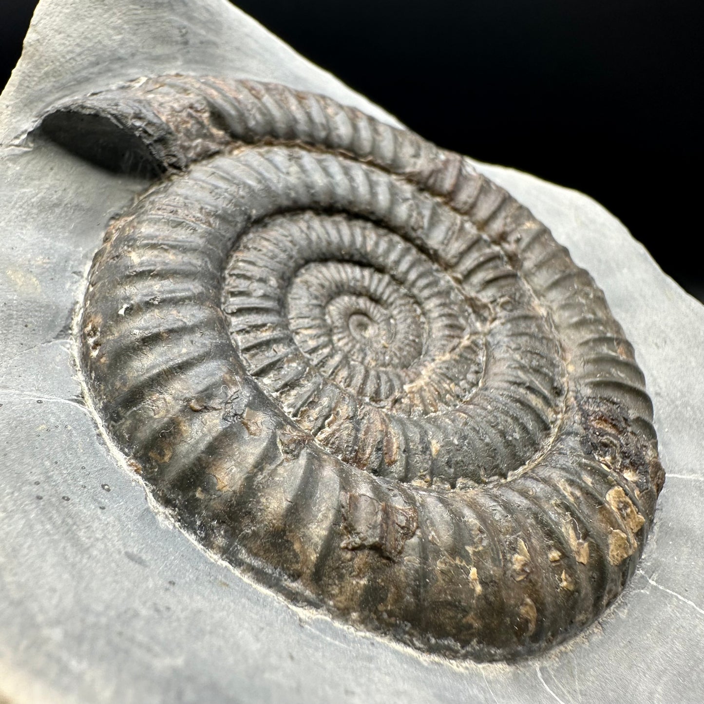 Dactylioceras Ammonite Fossil - Whitby, North Yorkshire Jurassic Coast Yorkshire Fossils