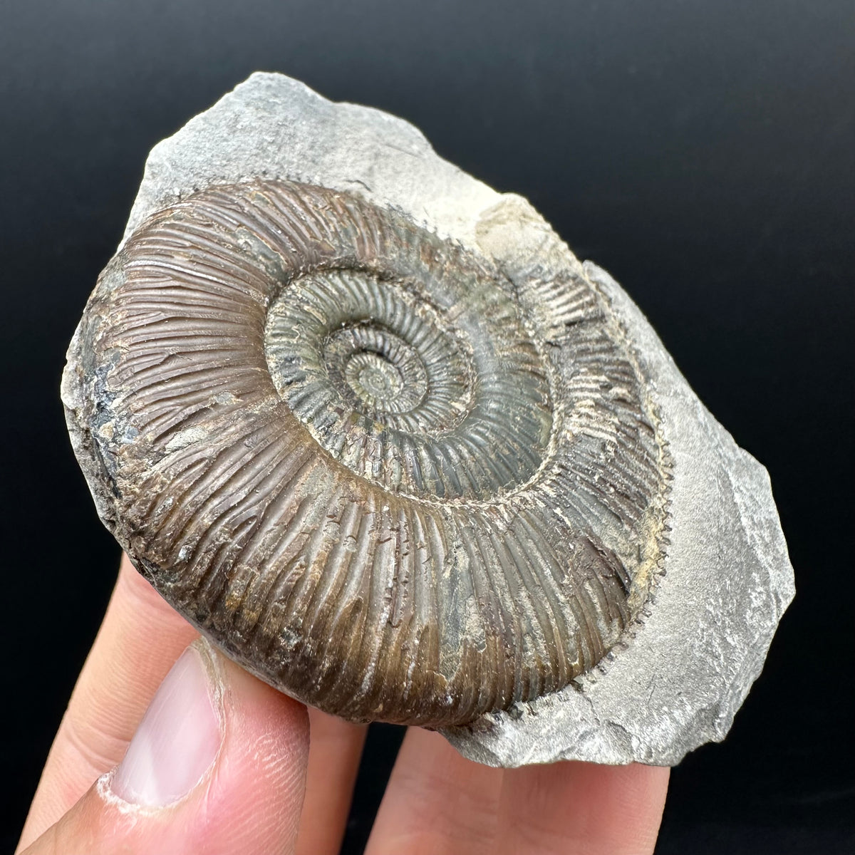 Dactylioceras Ammonite nodule (split pair) Fossil With Box And Stand - Whitby, North Yorkshire Jurassic Coast Yorkshire Fossils