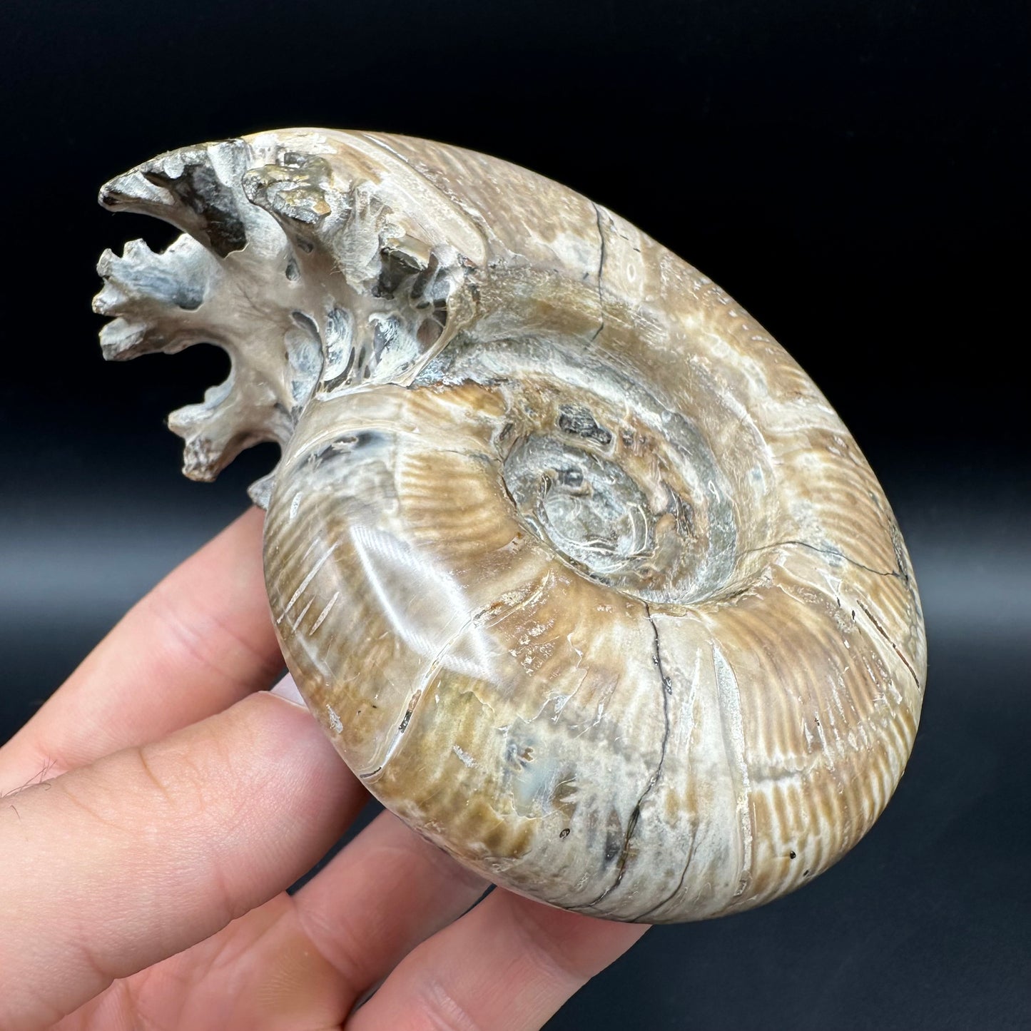 Puzosia Ammonite Fossil With Box And Stand - Cretaceous Ammonite Madagascar