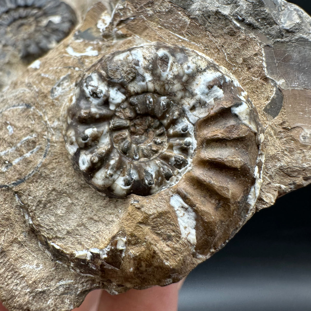 Amaltheus subnodosus Ammonite fossil with stand - Whitby, North Yorkshire Jurassic Coast Yorkshire Fossils