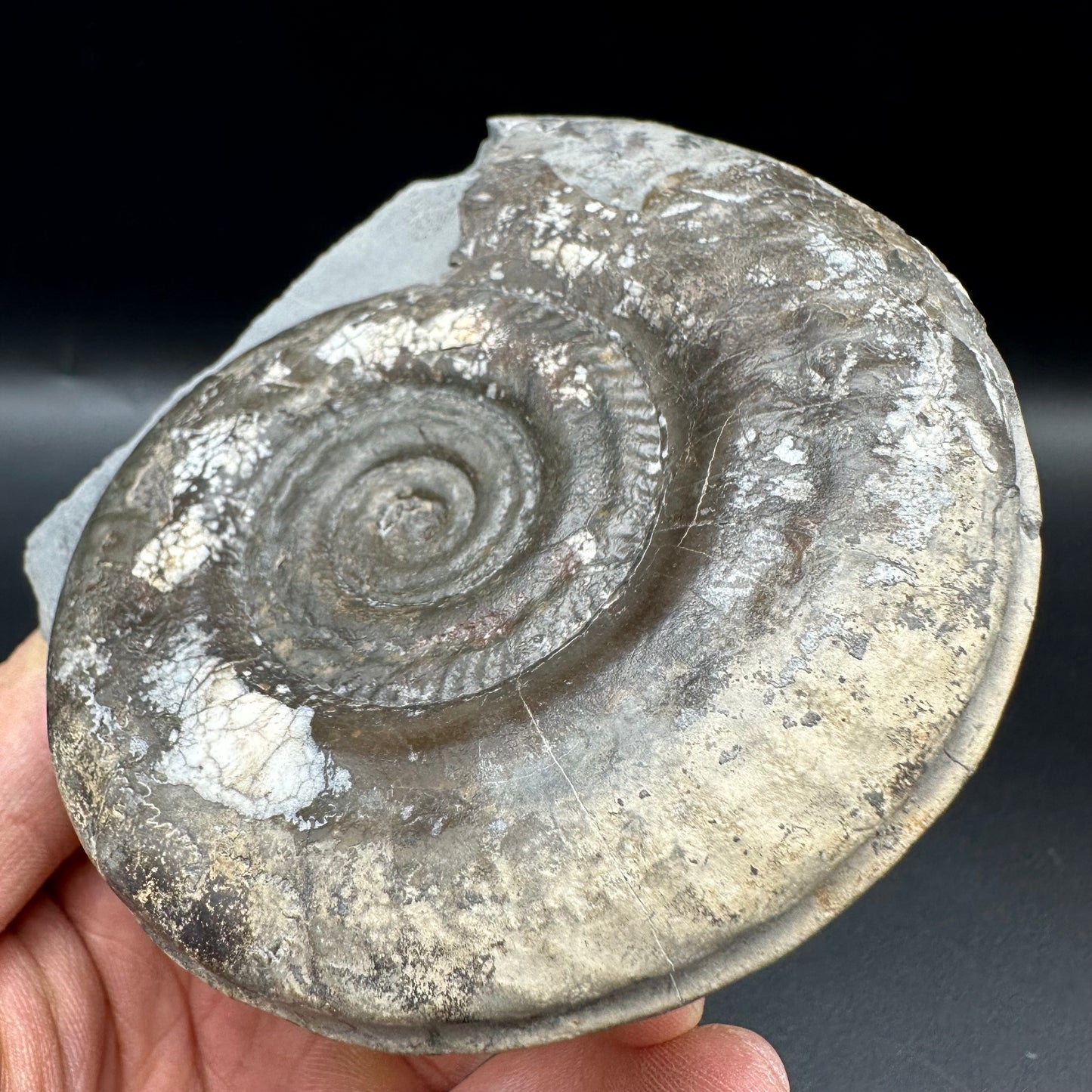 Hildoceras Bifrons Ammonite fossil with box and stand - Whitby, North Yorkshire Jurassic Coast, Yorkshire Fossils from the Jurassic Coast