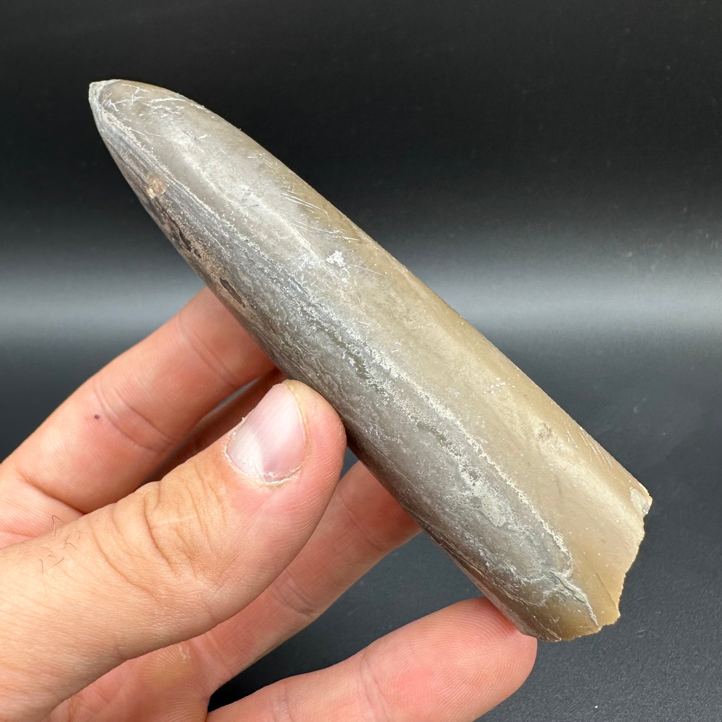 Belemnite (Fossil Squid) shell fossil with box and stand - Whitby, North Yorkshire Jurassic Coast Yorkshire Fossils