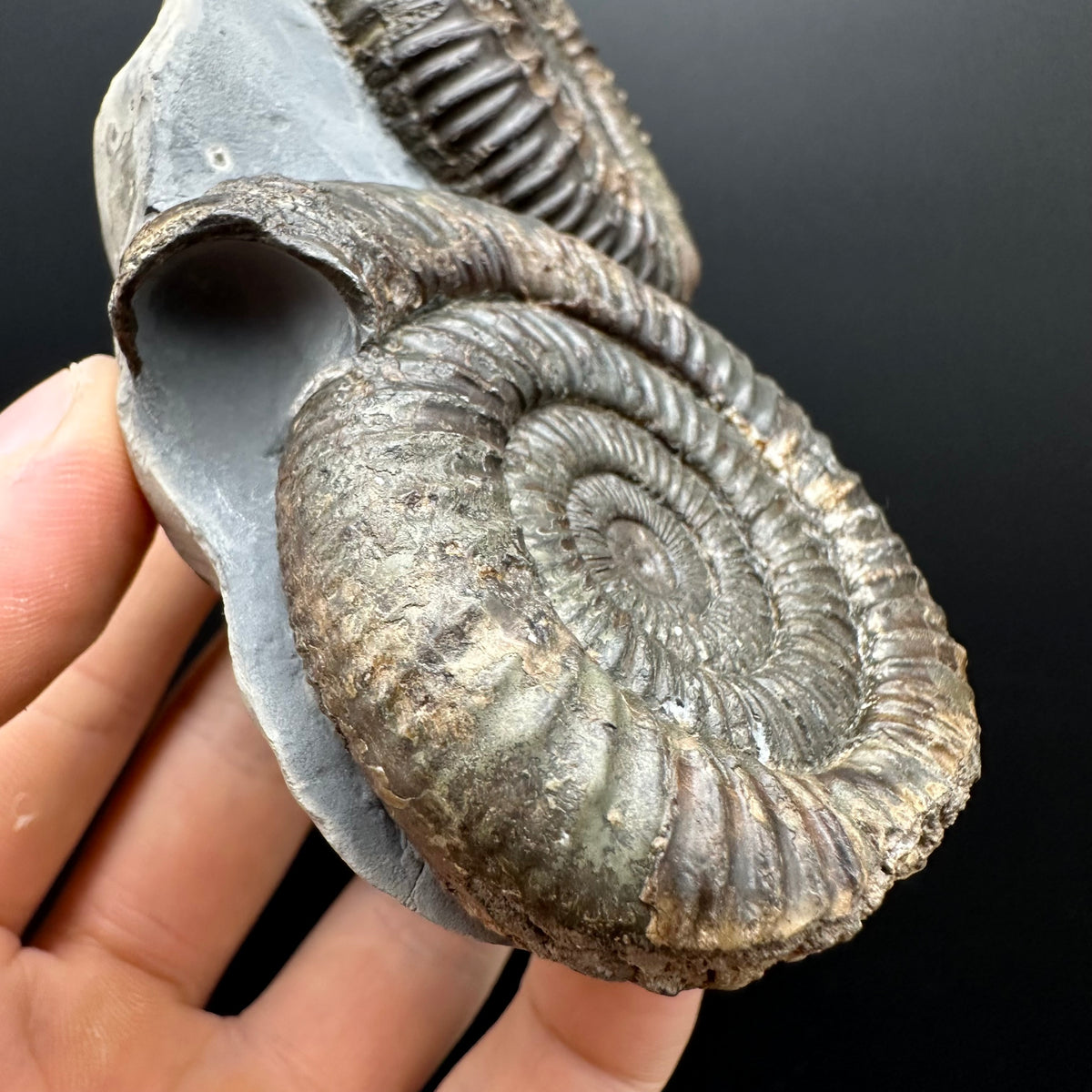 Dactylioceras Ammonite Fossil With Stand - Whitby, North Yorkshire Jurassic Coast Yorkshire Fossils