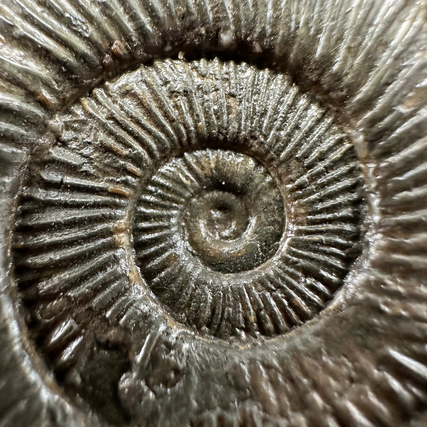 Dactylioceras Ammonite Fossil With box and Stand - Whitby, North Yorkshire Jurassic Coast Yorkshire Fossils
