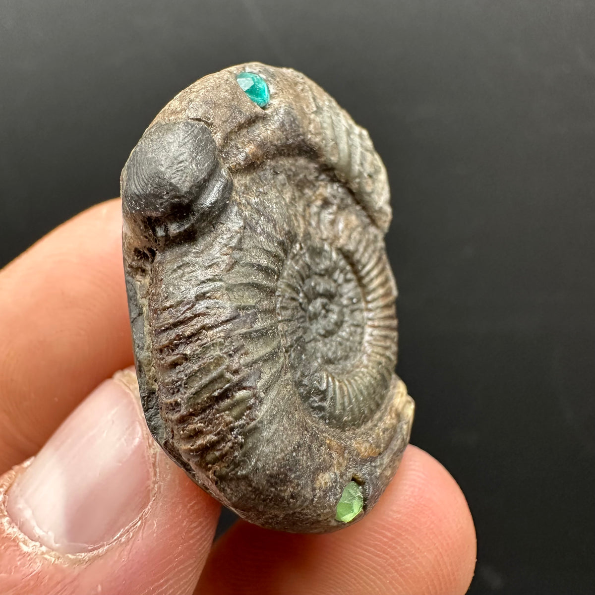 Hydra Snakestone Ammonite Fossil With Bag/Box And Stand - Whitby, North Yorkshire Jurassic Coast Yorkshire Fossils