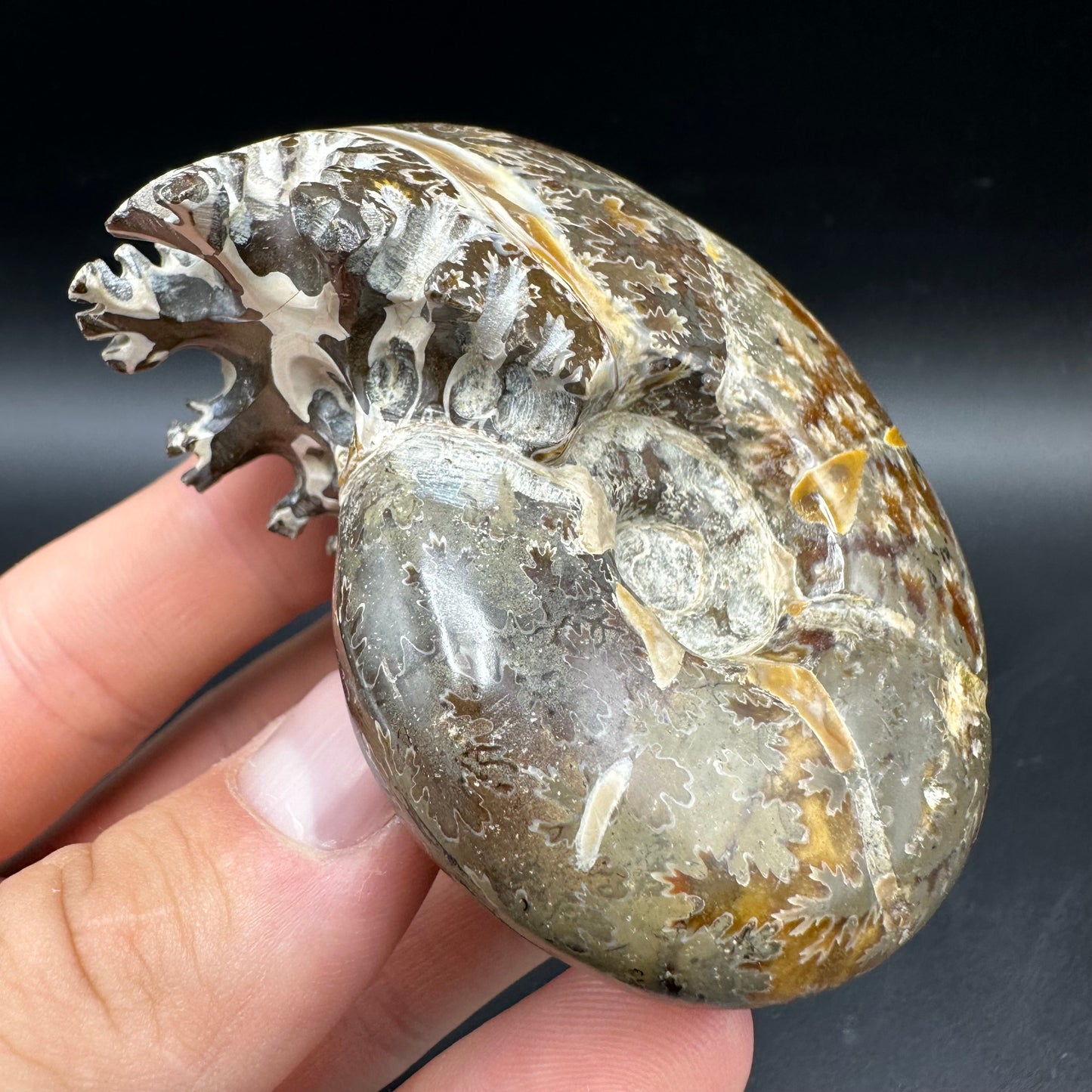 Puzosia Ammonite Fossil With Box And Stand - Cretaceous Ammonite Madagascar