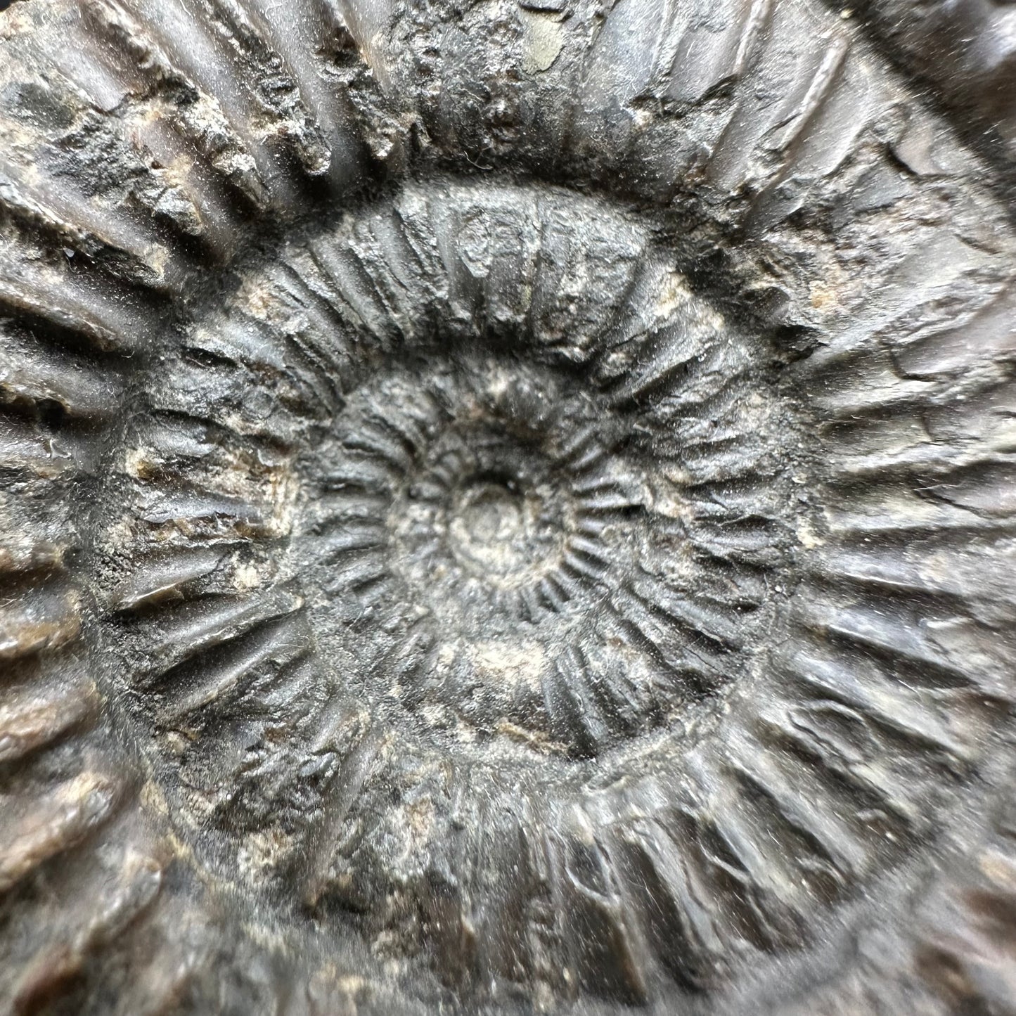 Catacoeloceras Sp. ammonite fossil with box and stand- Whitby, North Yorkshire Jurassic Coast Yorkshire Fossils