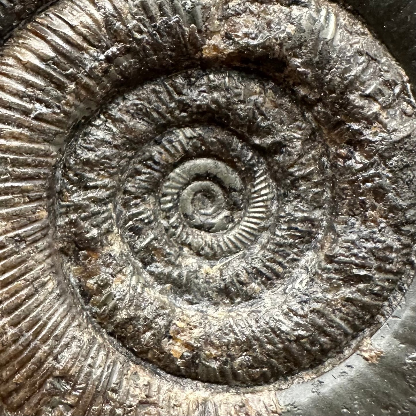 Dactylioceras tenuicostatum Ammonite fossil with box and stand - Whitby, North Yorkshire Jurassic Coast