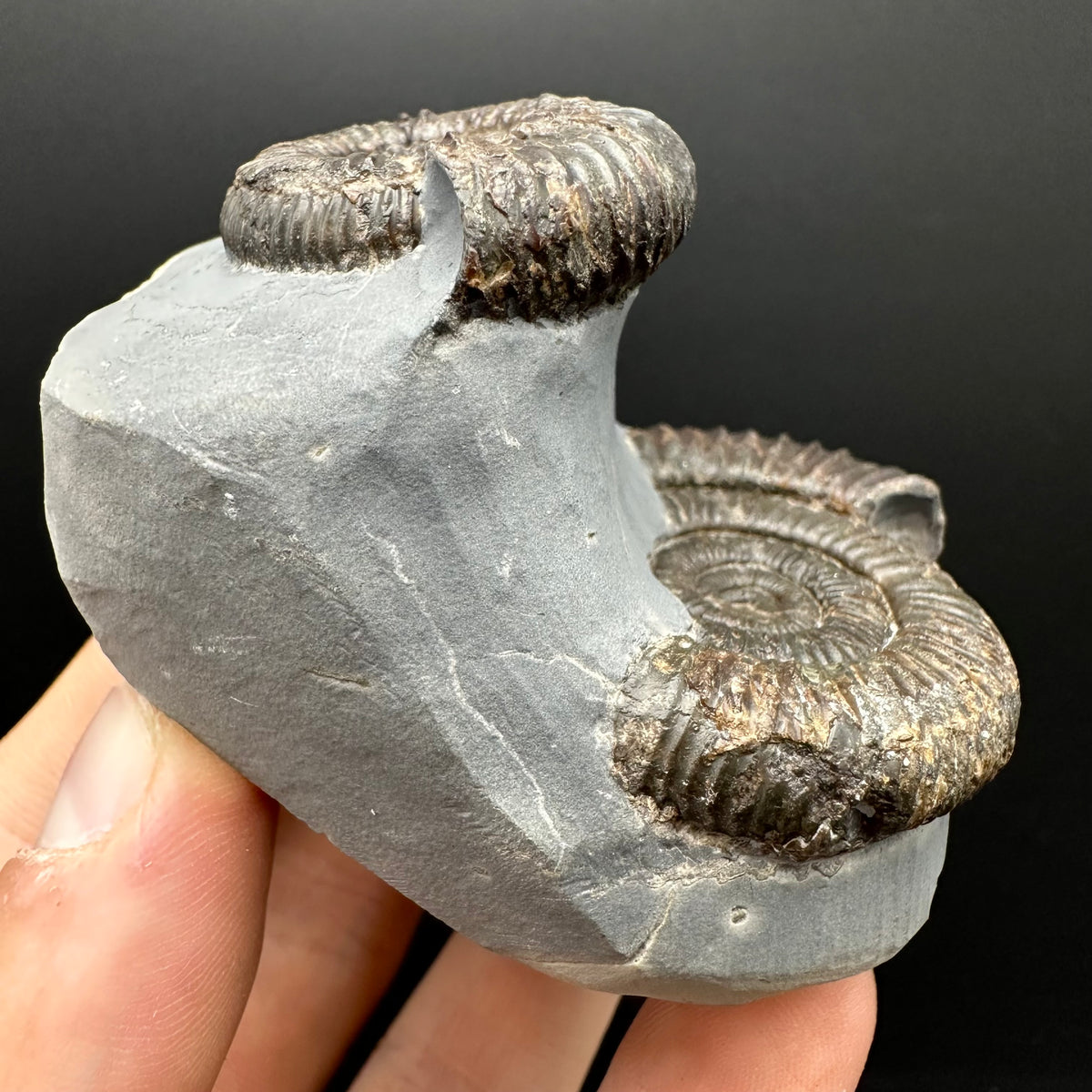 Dactylioceras Ammonite Fossil With Stand - Whitby, North Yorkshire Jurassic Coast Yorkshire Fossils