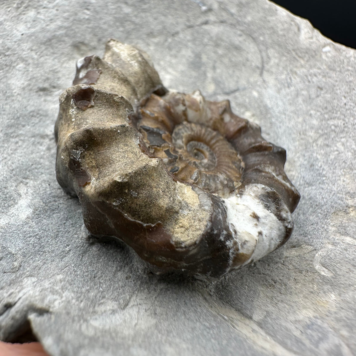 Oistoceras figulinum ammonite fossil with box and stand - Whitby, North Yorkshire Jurassic Coast Yorkshire Fossils