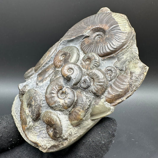 Eleganticeras Elegantulum ammonite with box and stand - Whitby, North Yorkshire Jurassic Coast, Yorkshire Fossils