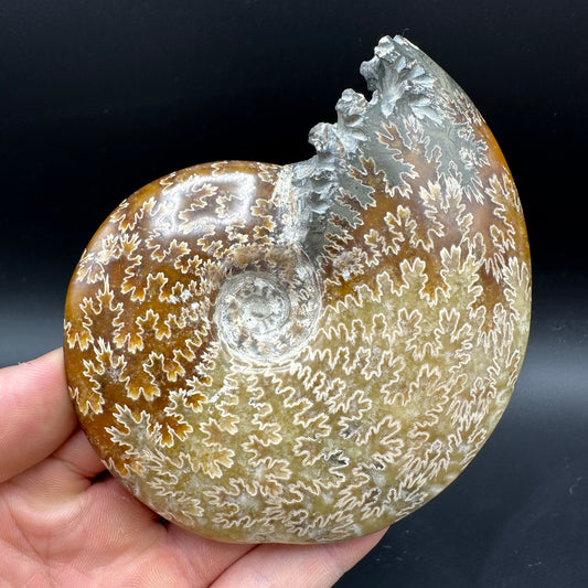 Cleoniceras Ammonite Fossil With Box And Stand - Cretaceous Ammonite Madagascar