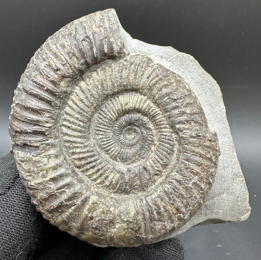 Dactylioceras Ammonite Fossil With Box And Stand - Whitby, North Yorkshire Jurassic Coast Yorkshire Fossils