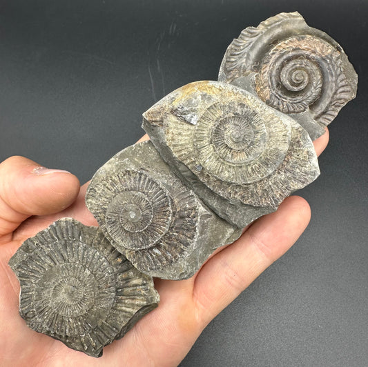 Dactylioceras imprint (negative) bundle ammonite shell fossil with box - Whitby, North Yorkshire, Yorkshire Fossils