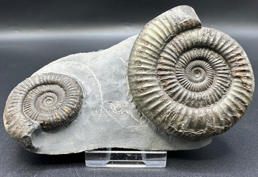 Dactylioceras Ammonite Fossil With Stand - Whitby, North Yorkshire Jurassic Coast Yorkshire Fossils