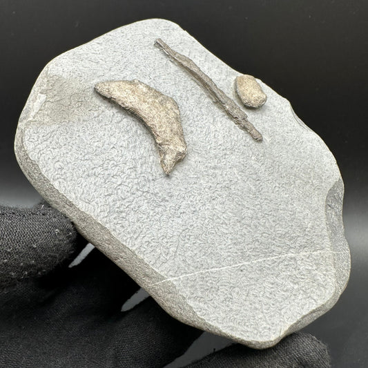 Gyrosteus Fish Bone fossil - Whitby, North Yorkshire, Jurassic Coast, Yorkshire Fossils