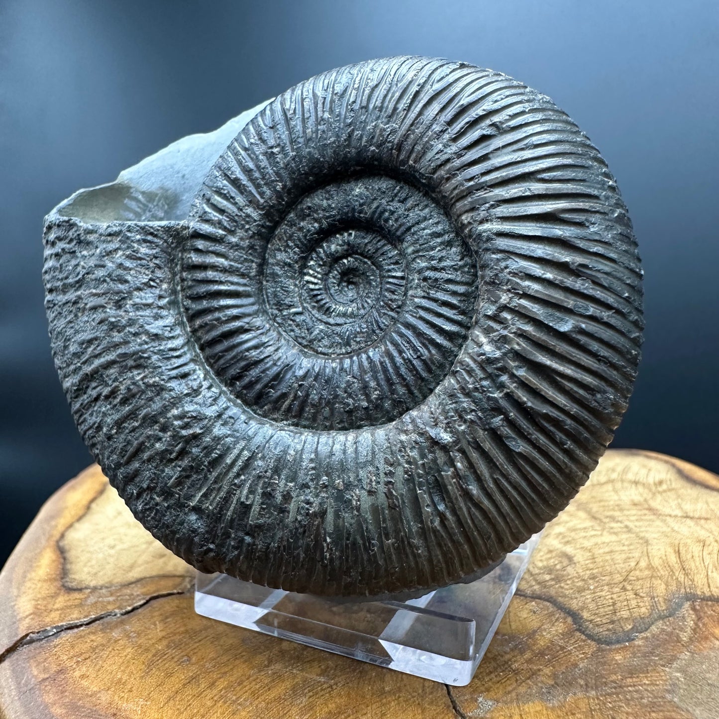 Dactylioceras semicelatum Ammonite fossil with stand - Whitby, North Yorkshire Jurassic Coast Yorkshire Fossils