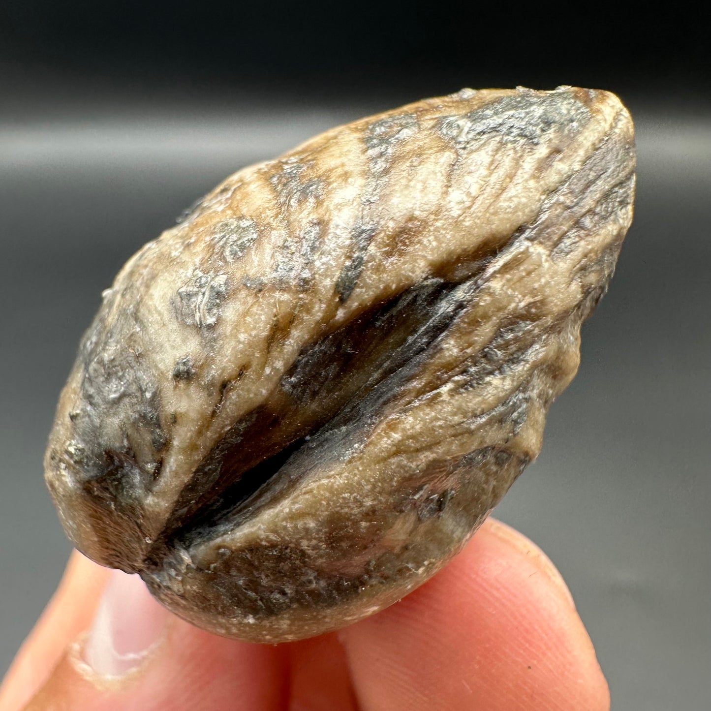 Shell fossil with tin and stand - Whitby, North Yorkshire, Jurassic Coast, Yorkshire Fossils