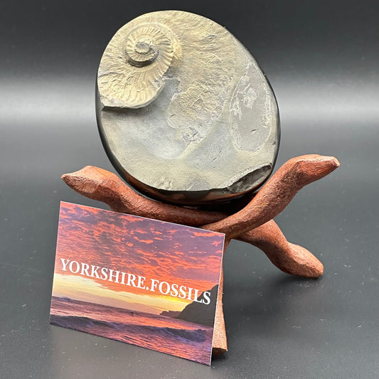 Golden Egg (GENUINE) Ammonite Fossil With Stand - Whitby, North Yorkshire Jurassic Coast Yorkshire Fossils
