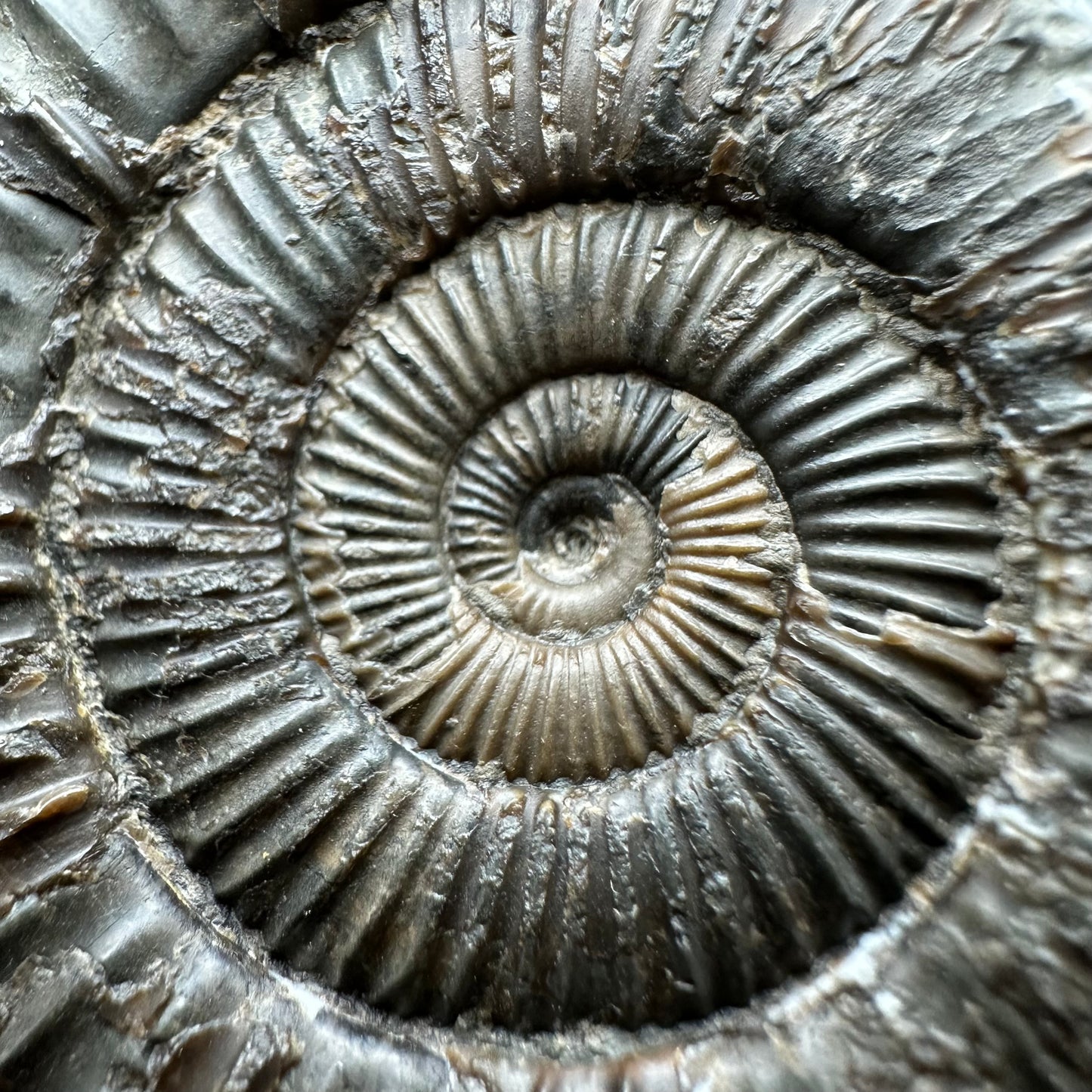 Dactylioceras Ammonite Fossil With box and Stand - Whitby, North Yorkshire Jurassic Coast Yorkshire Fossils