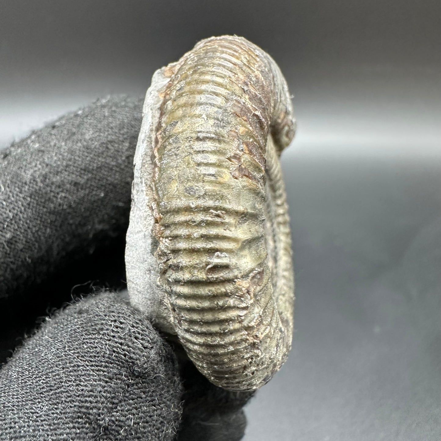 Dactylioceras Ammonite Fossil With Box And Stand - Whitby, North Yorkshire Jurassic Coast Yorkshire Fossils