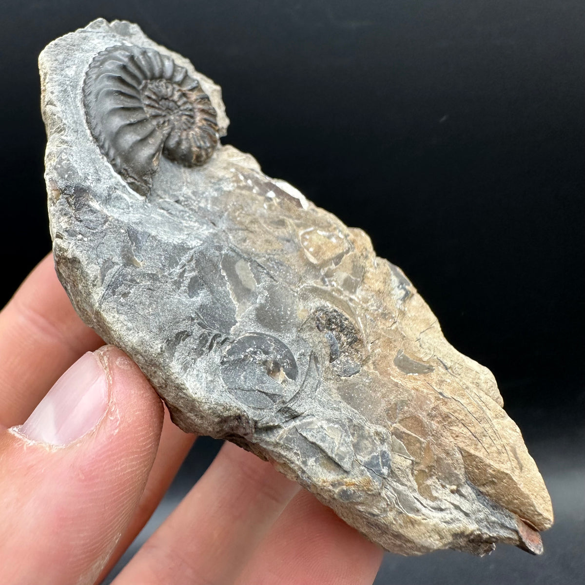Amaltheus subnodosus Ammonite fossil with stand - Whitby, North Yorkshire Jurassic Coast Yorkshire Fossils