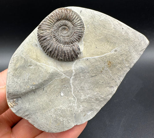 Dactylioceras Ammonite Fossil With Box And Stand - Whitby, North Yorkshire Jurassic Coast Yorkshire Fossils