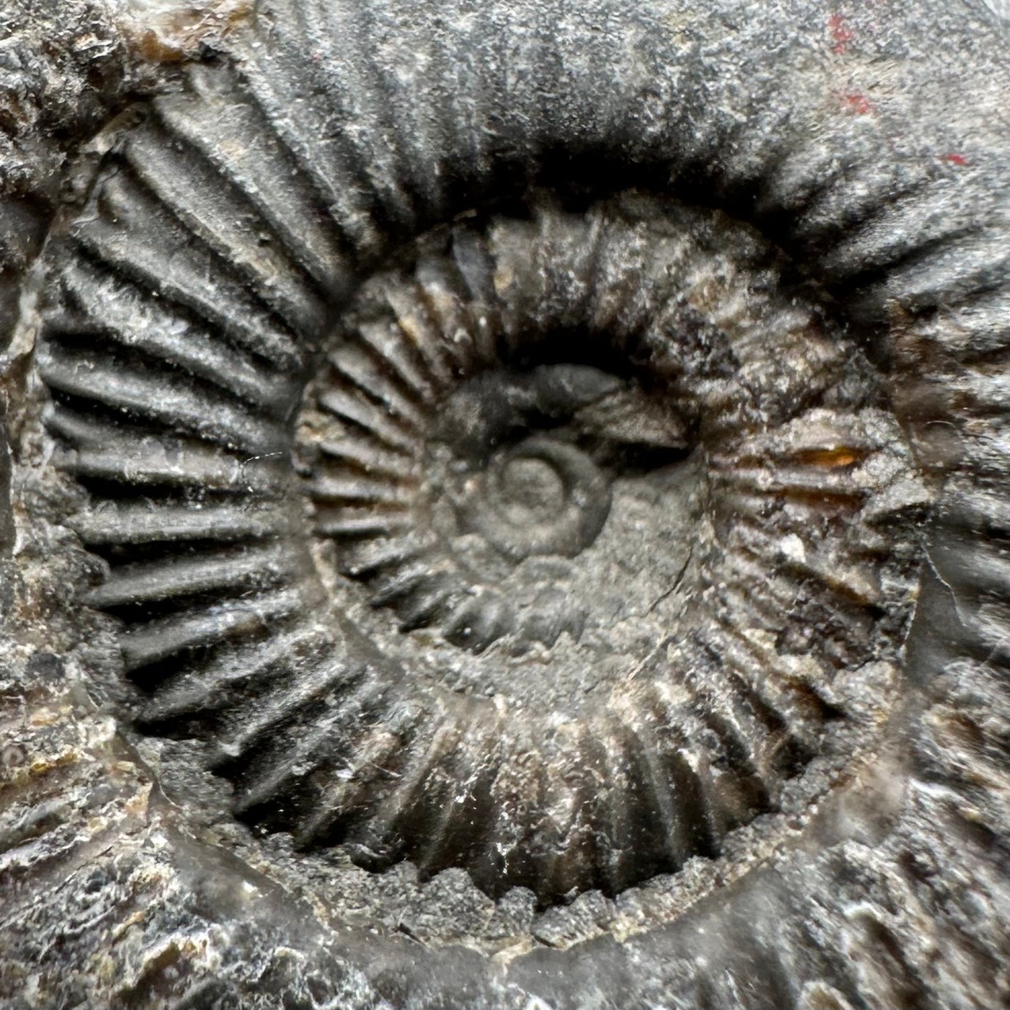 Dactylioceras Ammonite Fossil With Box And Stand - Whitby, North Yorkshire Jurassic Coast Yorkshire Fossils