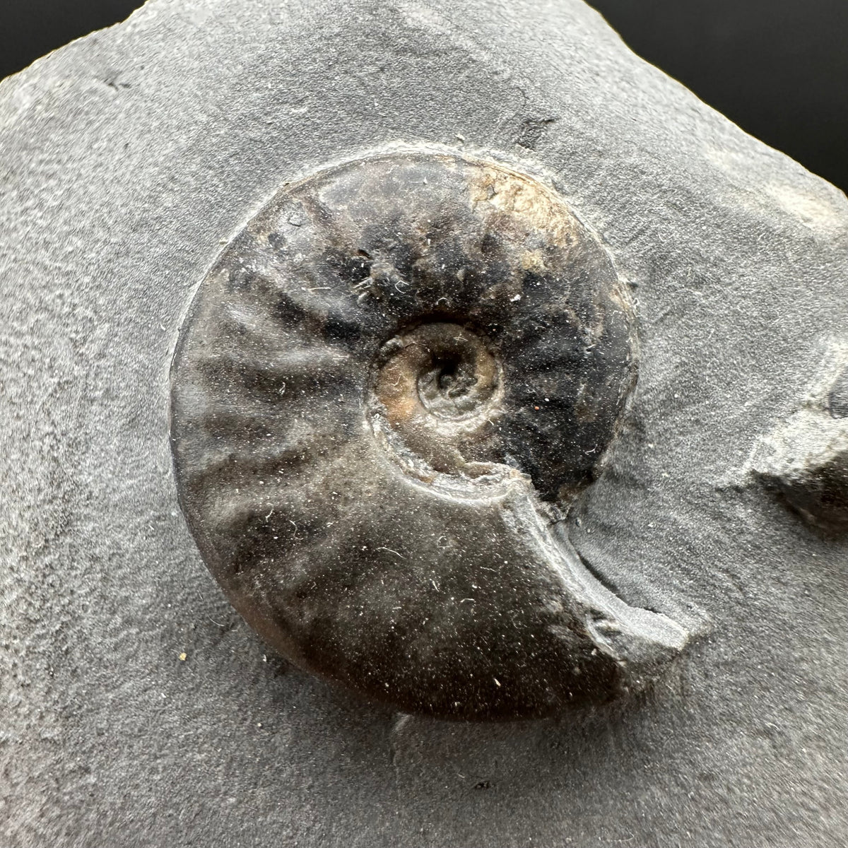 Eleganticeras Elegantulum ammonite fossil with box and stand - Whitby, North Yorkshire Jurassic Coast, Yorkshire Fossils