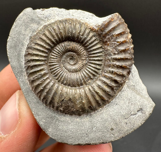 Dactylioceras Ammonite Fossil With Box And Stand - Whitby, North Yorkshire Jurassic Coast Yorkshire Fossils